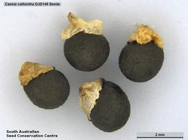   Seeds:   Caesia calliantha ; Photo by South Australian Seed Conservation Centre, used with permission 
